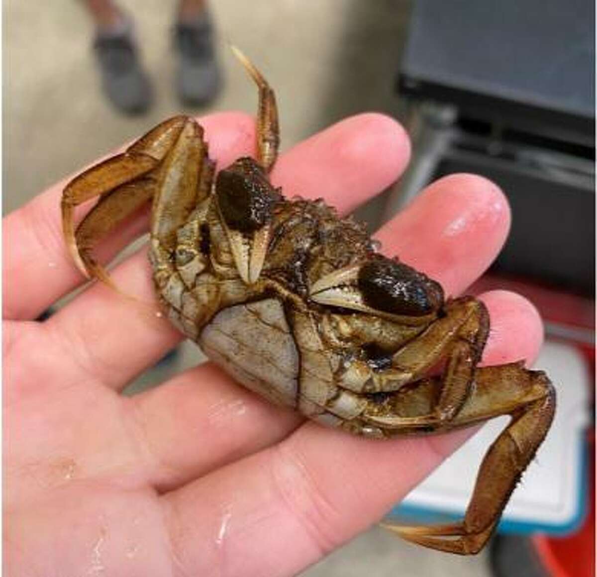CT sightings of invasive mitten crabs on the rise; 28 reported in 2021