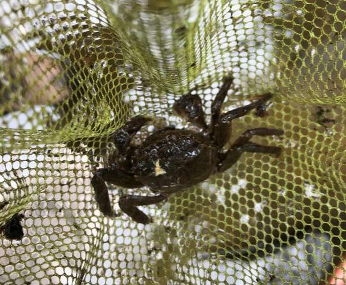 A Chinese mitten crab captured near the Lake Whitney Dam in Hamden on June 25, 2021.