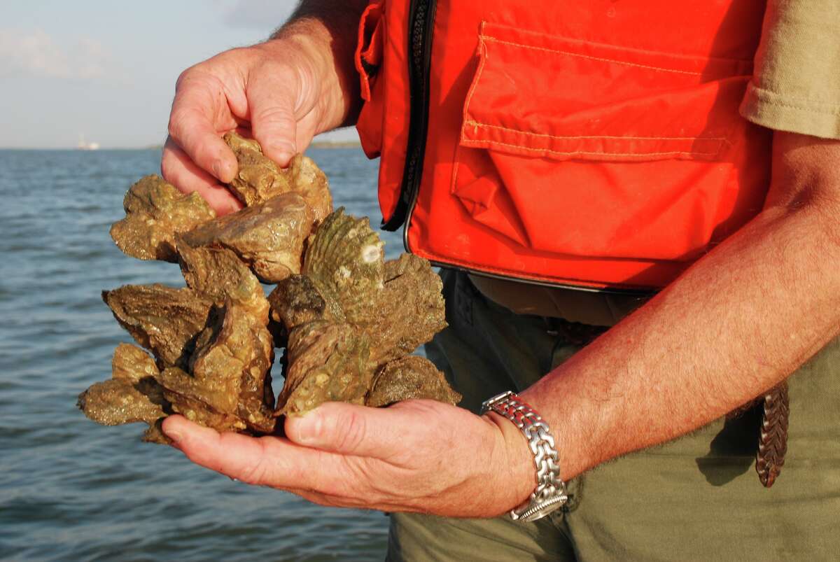 The Texas Parks and Wildlife Department is closing recreational oyster harvest in Galveston Bay.