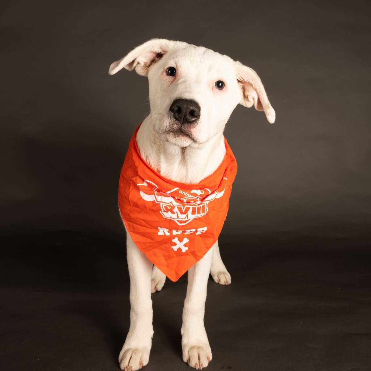 The Return of Puppy Pick 'Em at the Connecticut Humane Society