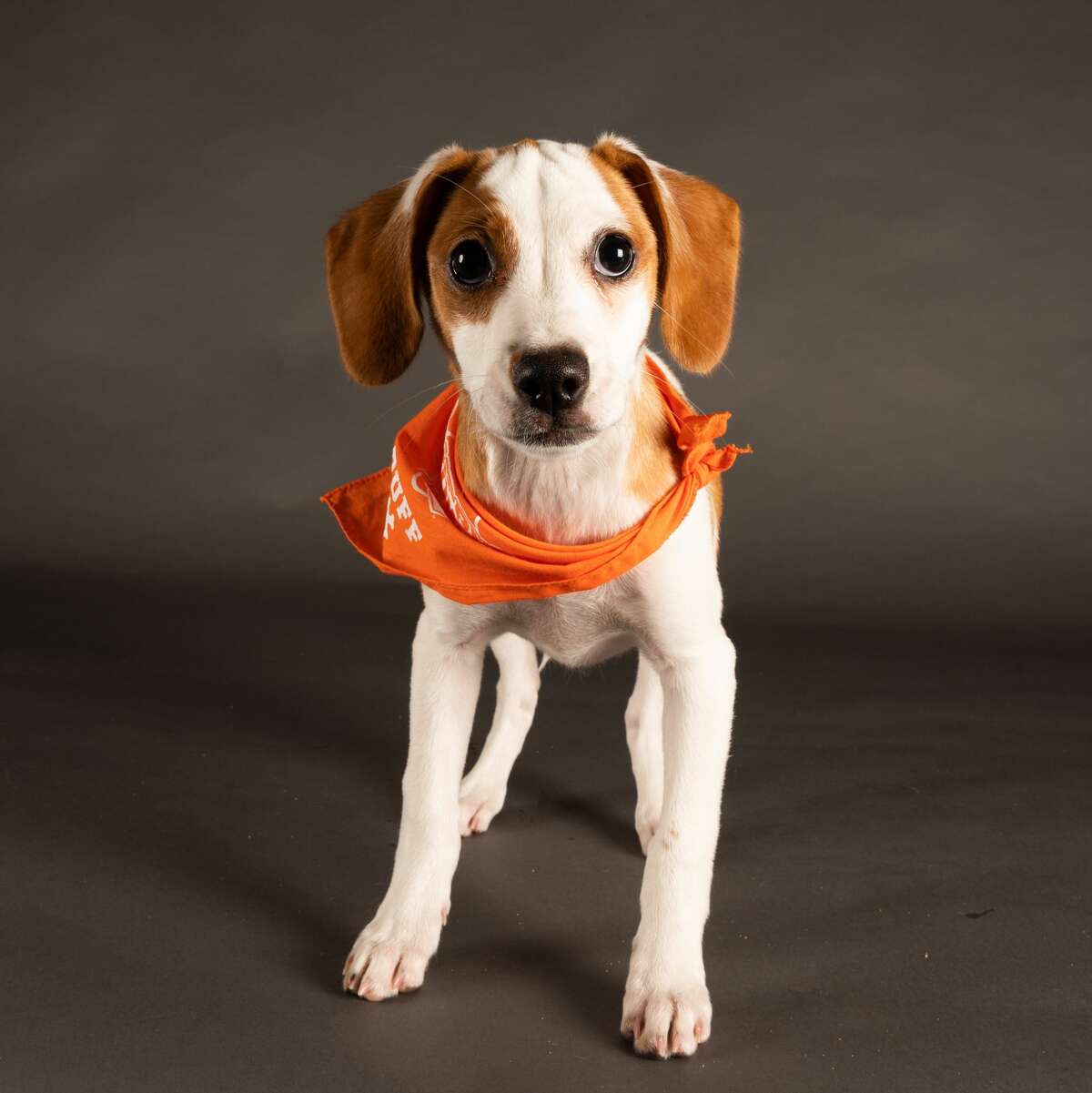 Luna, a beagle and basset hound mix, comes from the Danbury Animal Welfare Society and will compete with Team Ruff.   