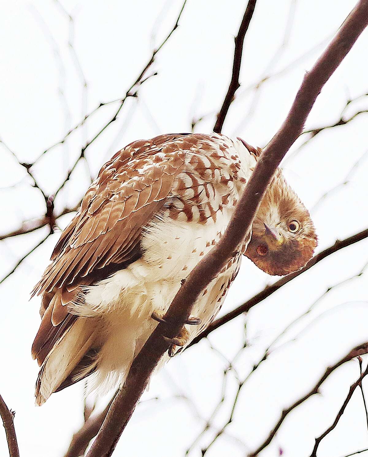 John Badman|The Telegraph What appeared to be a red-tailed hawk twisted his head around and down to get a better look at the photographer Thursday on Rock Hill Road in Wood River. The hawk seemed just as curious and interested in the camera as it was about him.