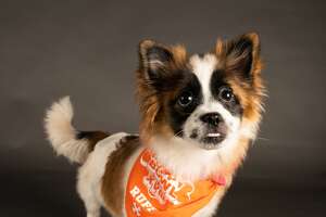 Lulu, a shih tzu/pomeranian mix from Pack Leaders Rescue of CT plays for Team Ruff.