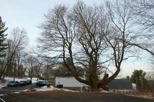 A Norway Maple behind the Ridgefield Guild of Artists has been determined to be the largest in the state. Thursday, Jan. 13, 2022, Ridgefield, Conn.