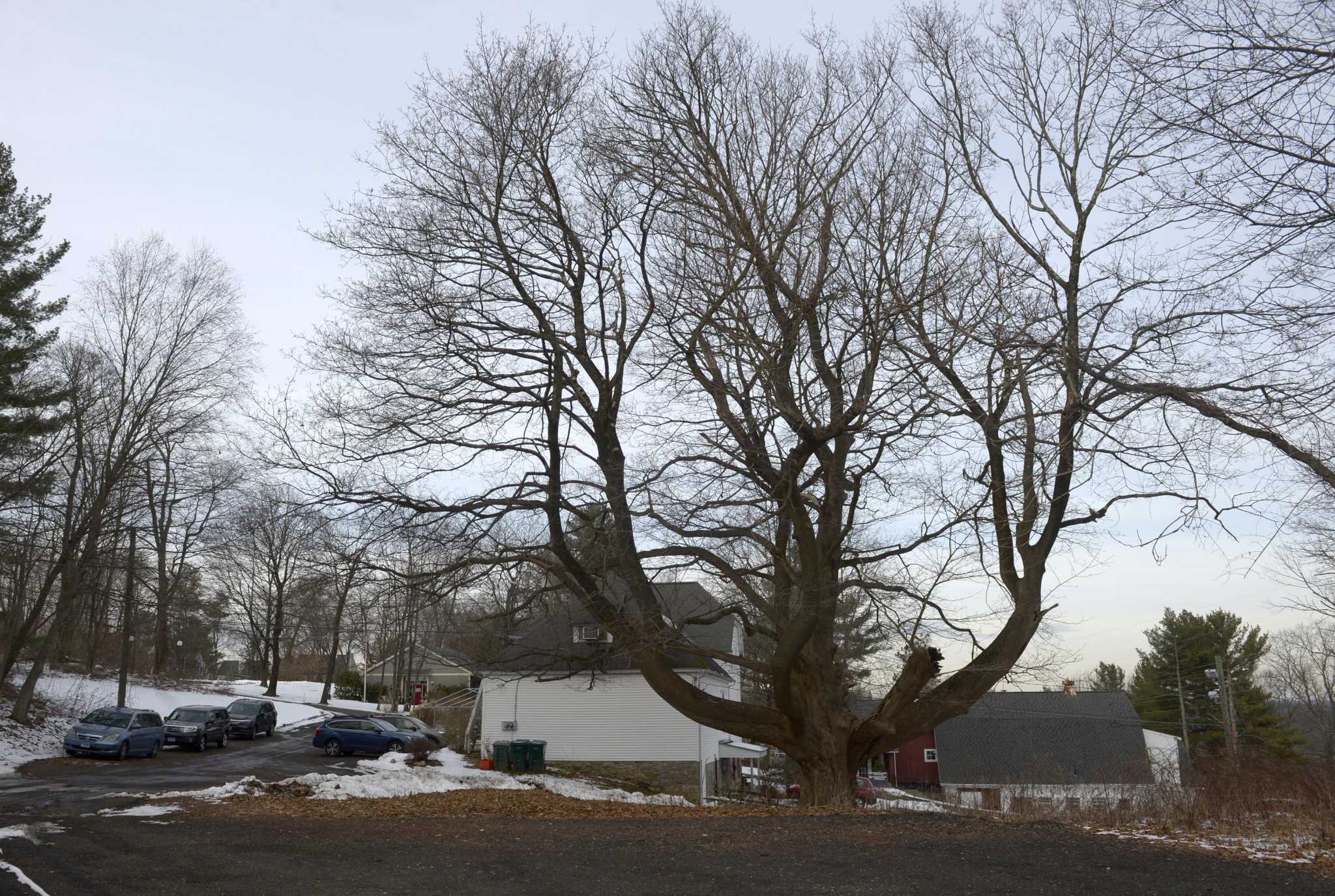 A Norway Maple Tree In Ridgefield Is The Largest In Ct It Could Also Be The Largest In The Country