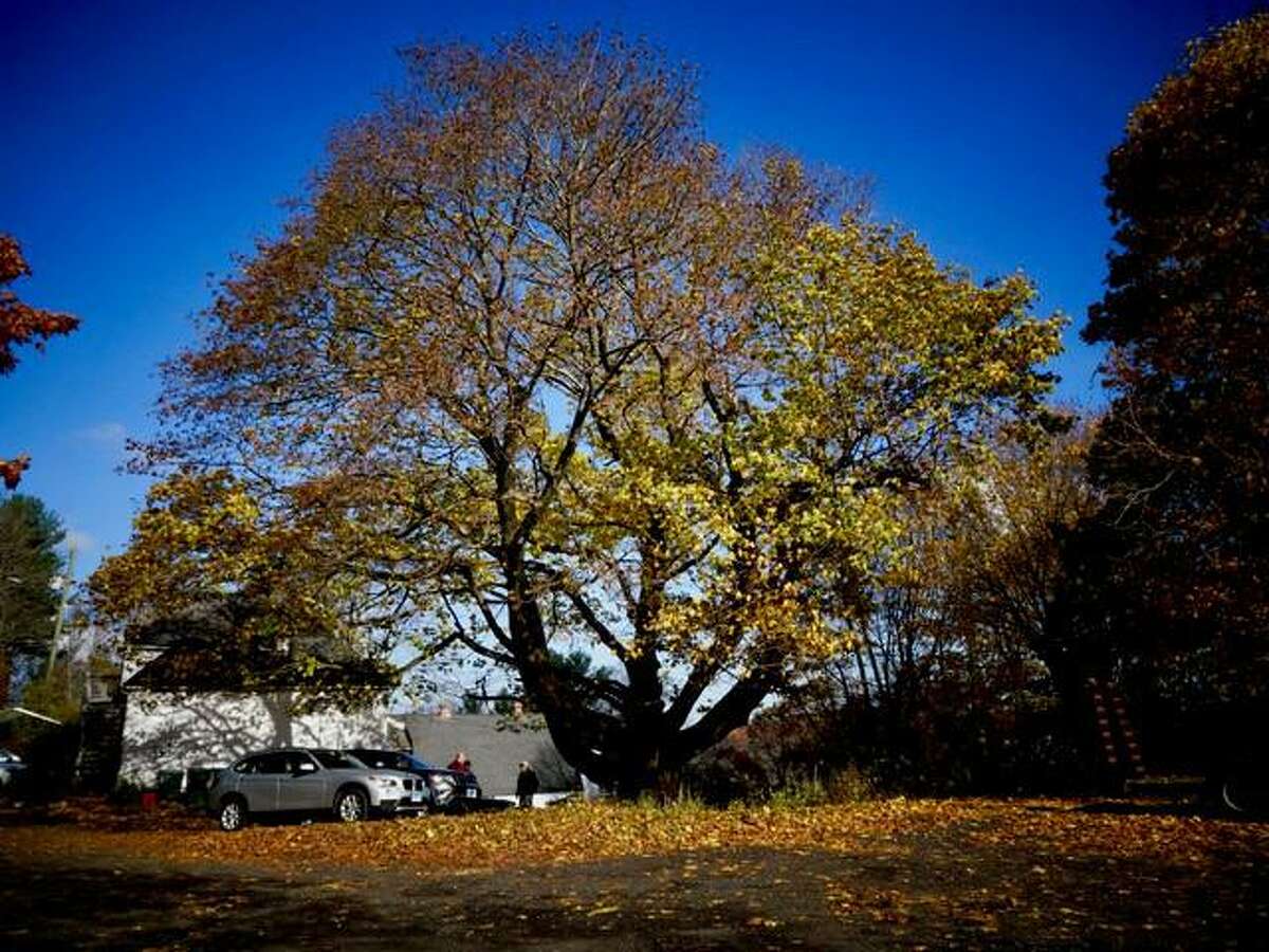 A notable Norway maple behind the Ridgefield Guild of Artists could soon be recognized as one of the largest trees in the nation.