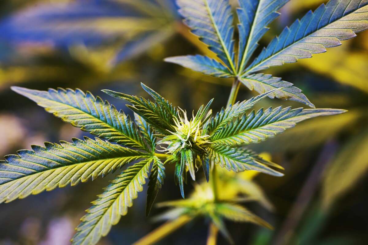Citiva Medical, which sells medical marijuana at three dispensaries, including one in Wappingers Falls in Dutchess County, is seeking tax breaks to finish a production facility in Warwick.