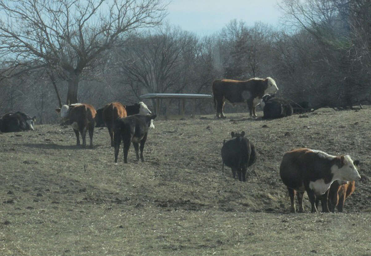Cows in rural Macoupin County take a stroll around their field.