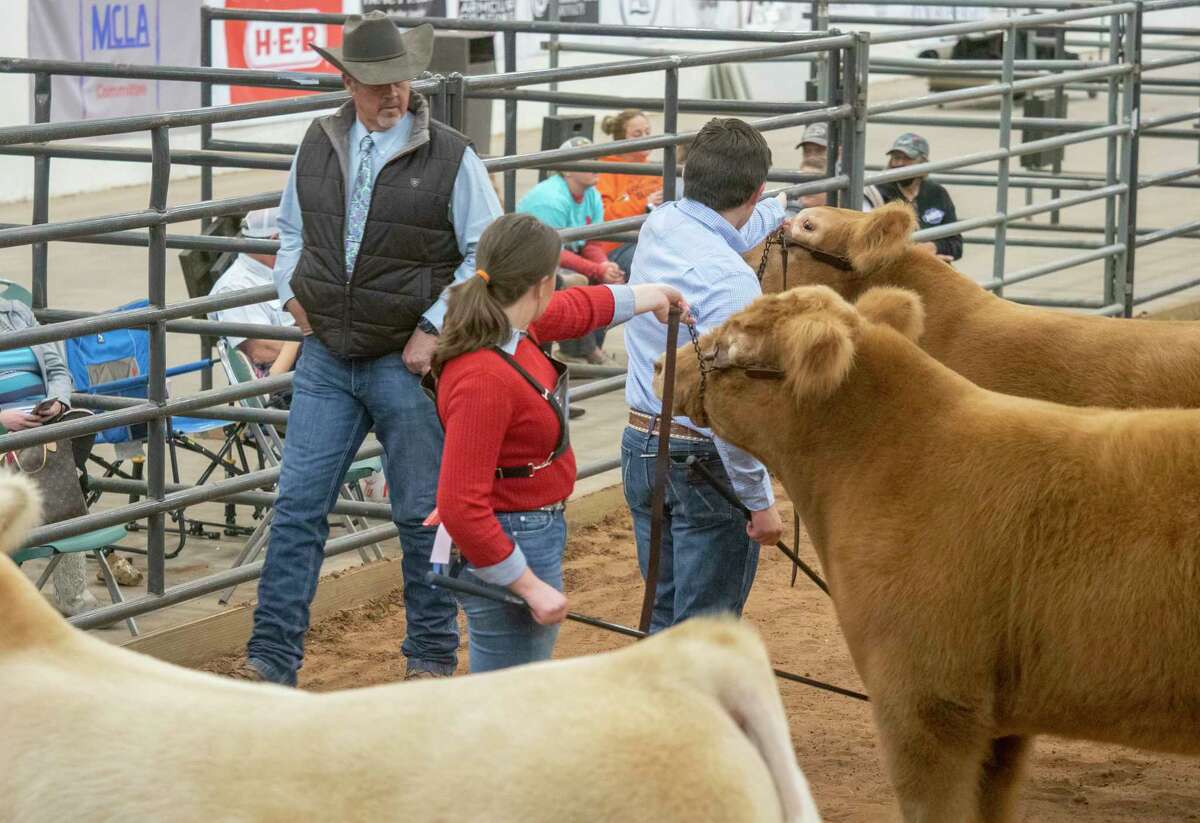 Area FFA youth show off years of work with their steers as Joel Judge, judge from Lone Grove, OK, examines them 01/14/2022 during the Midland County Livestock Association Show at the Midland County Arena. Tim Fischer/Reporter-Telegram