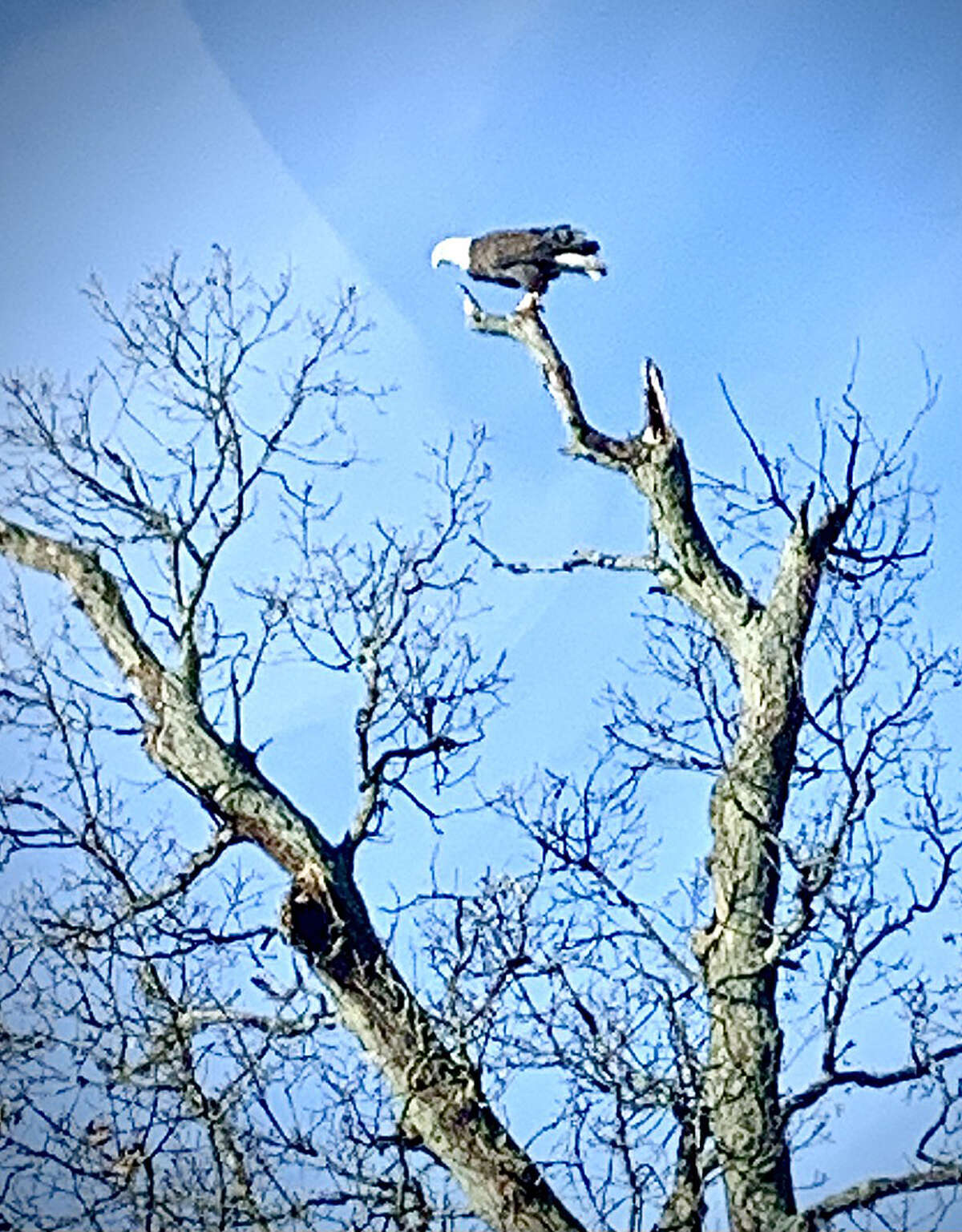 An eagle almost appears to be balancing on one leg as it looks out across the land from the highest point of a bare tree.