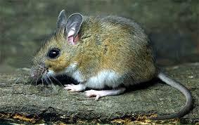 Robert Miller: The white-footed mouse population is booming. Maybe - Vimarsana News