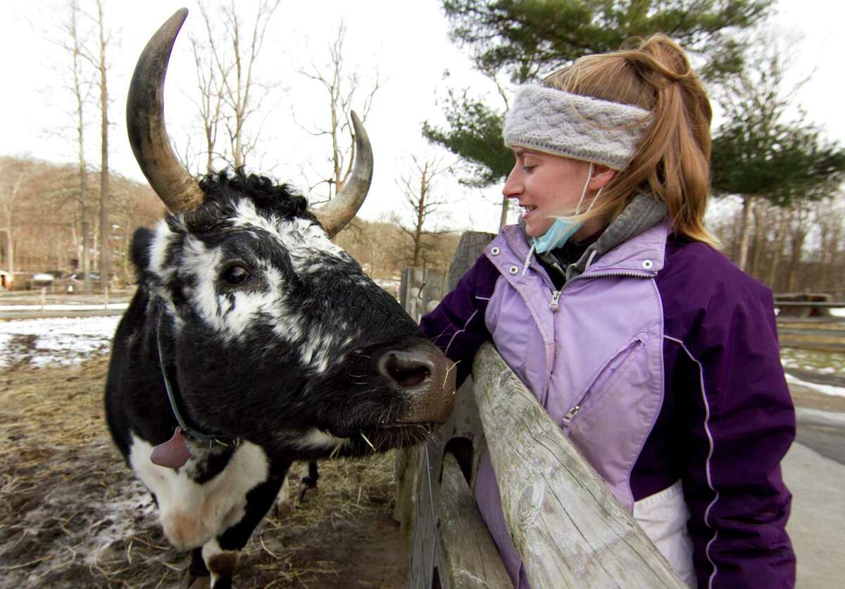 Moose, a 10-year-old Randall ox, greets Nina Sherwood, a farm curator at Stamford Museum and Nature Center's 10-acre Heckscher Farm in Stamford, Conn., on Friday Jan. 14, 2022. Moose's 9-year-old brother Monty died recently due to hip joint complications.