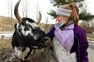 Moose, a 10-year-old Randall ox, greets Nina Sherwood, a farm curator at Stamford Museum and Nature Center's 10-acre Heckscher Farm in Stamford, Conn., on Friday Jan. 14, 2022. Moose's 9-year-old brother Monty died recently due to hip joint complications.