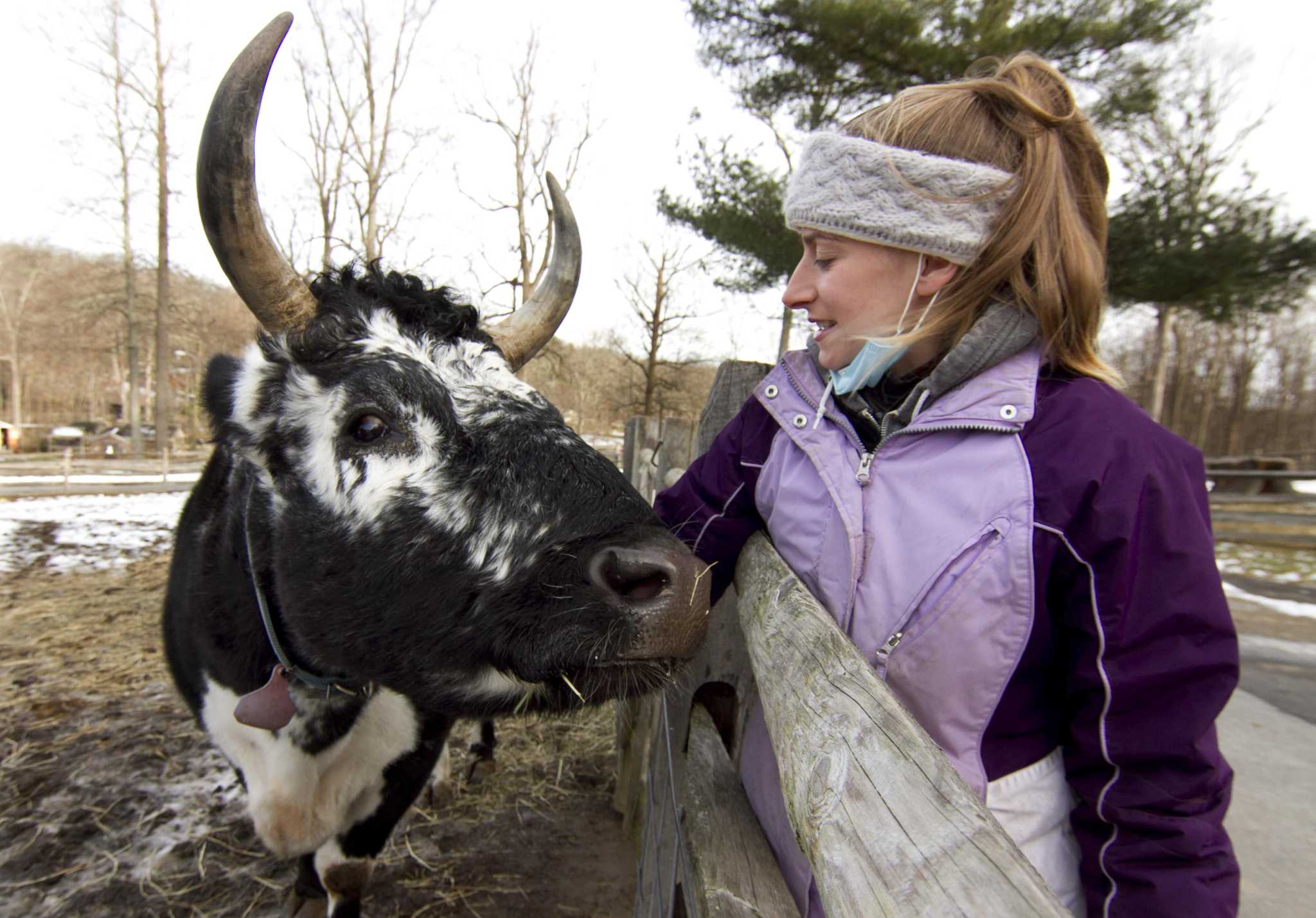 After death of partner, lone heritage ox helps Stamford Nature Center teach about the past - Vimarsana News