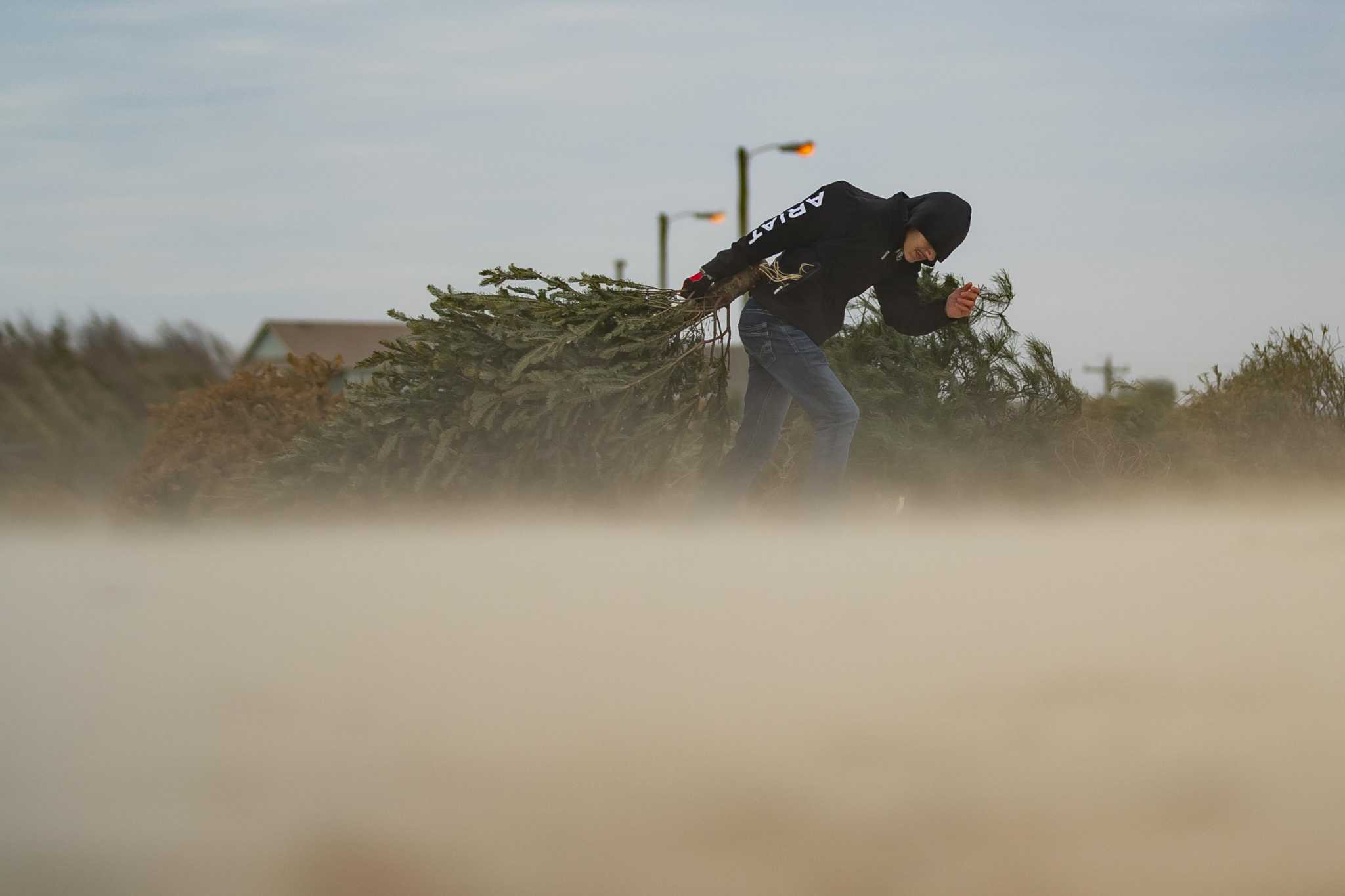 Surfside Beach fights coastal erosion with Christmas trees