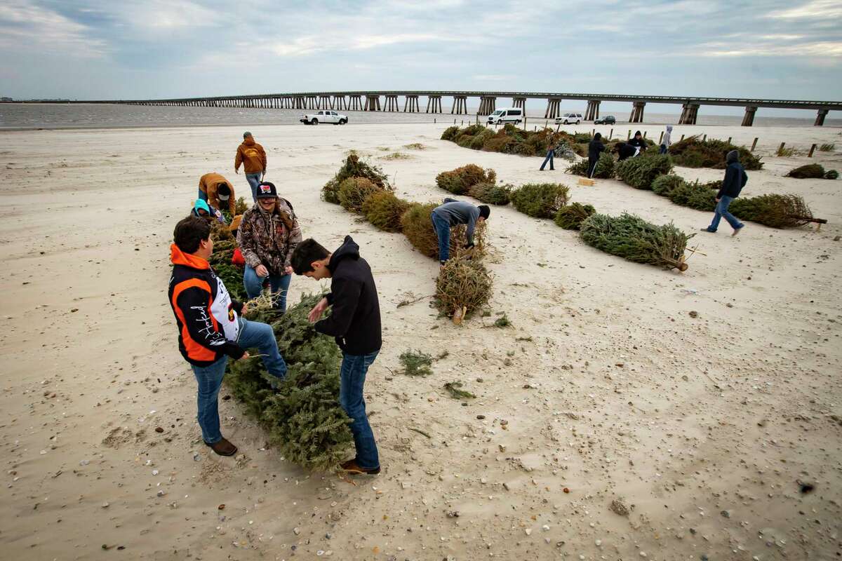 Volunteers from the Angleton High School FFA program help lash together recycled Christmas Trees to give sand and hopefully grass a place to rest in order to build larger dunes along the beach at the San Luis Pass as part of the annual “Dunes Day,” Saturday, Jan. 15, 2022, on Follets Island near Surfside Beach. The FFA group has been coming and helping out for the past six years. The trees are staked end to end, five in a row, to provide a break against the wind that encourages sand to build up. Ideally grass seed will start to drop into the sand and grow as well, extended the island-protecting dunes that have been eroded and washed away in tropical storms.