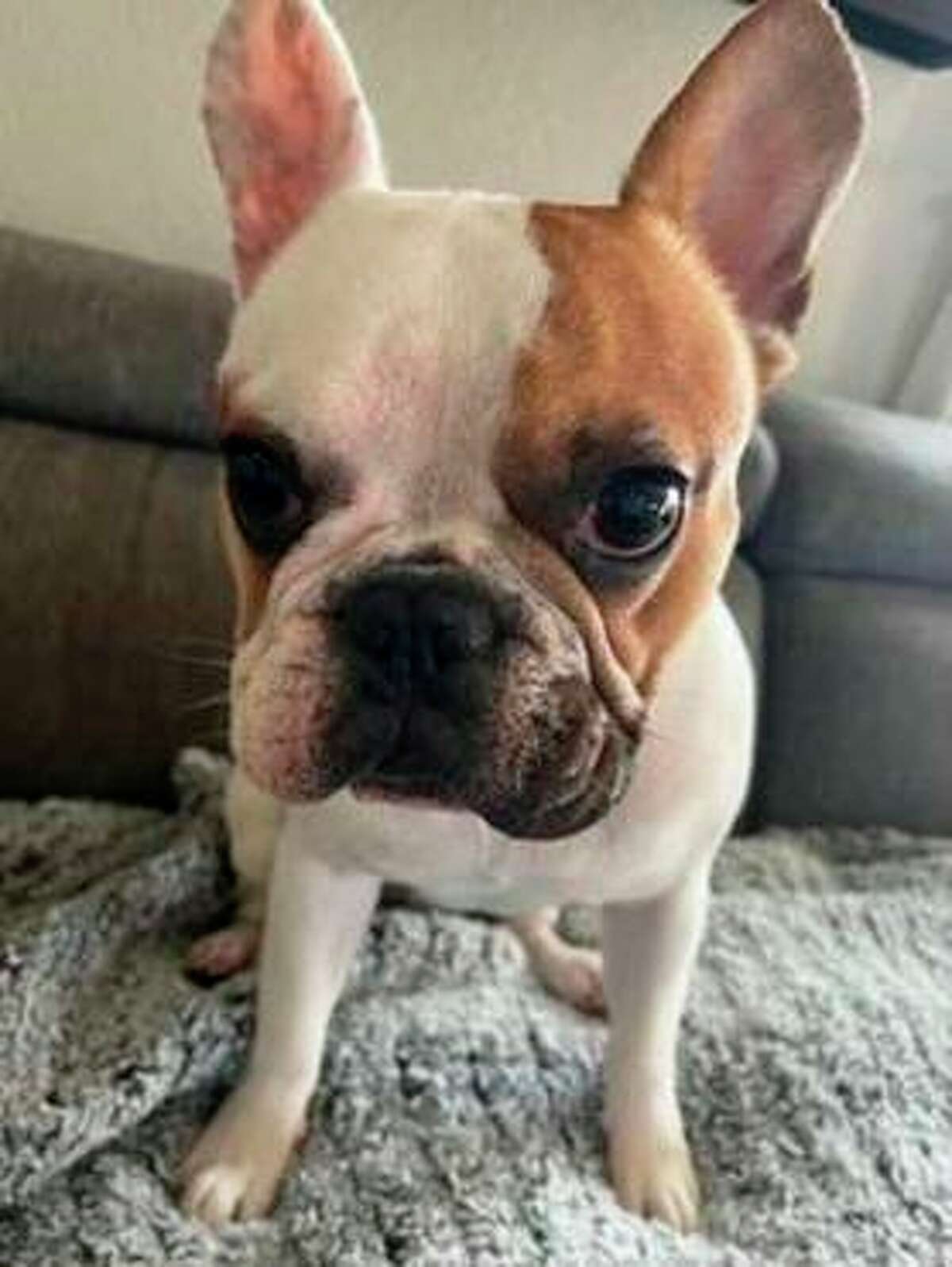 Tito, a French bulldog, was taken from his owner at gunpoint Saturday during a walk in Castro Valley, Alameda County sheriff’s officials said.