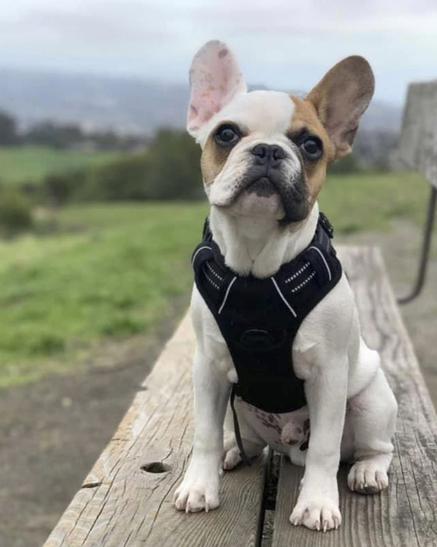 Bay Area woman's French bulldog taken at gunpoint — then the robbers came for her car, officers say - Vimarsana News