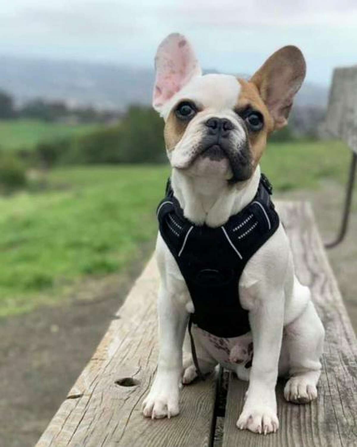 Tito, a French bulldog, was taken from his owner at gunpoint in Castro Valley.