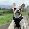 Tito, a French bulldog, was taken from the owner at gunpoint Saturday during a walk in Castro Valley, Alameda County sheriff's officials said.