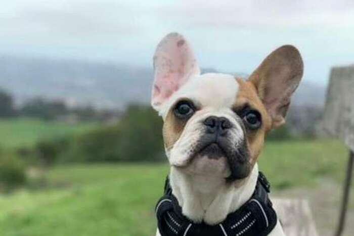 The 49ers Have an Emotional Support French Bulldog, and She's Too Cute / X