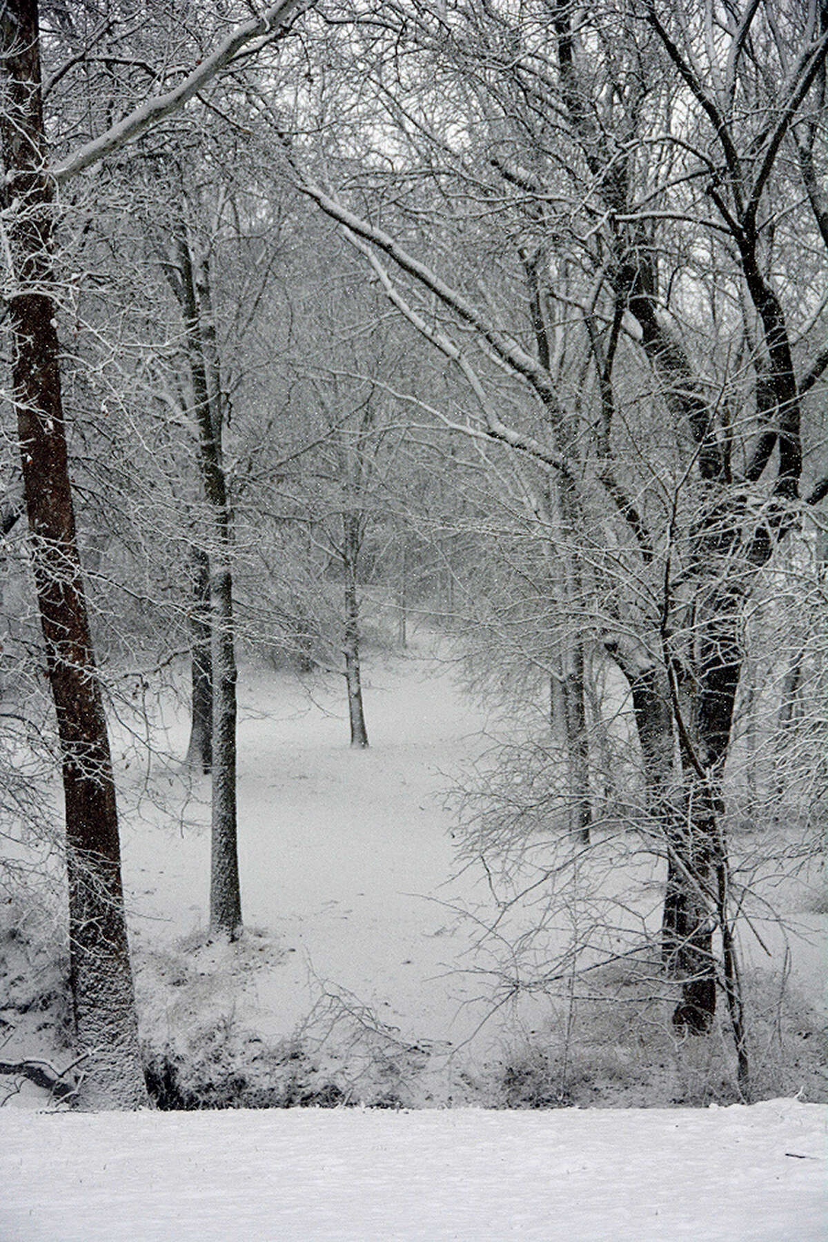 Snow blankets paths through a wooded area.