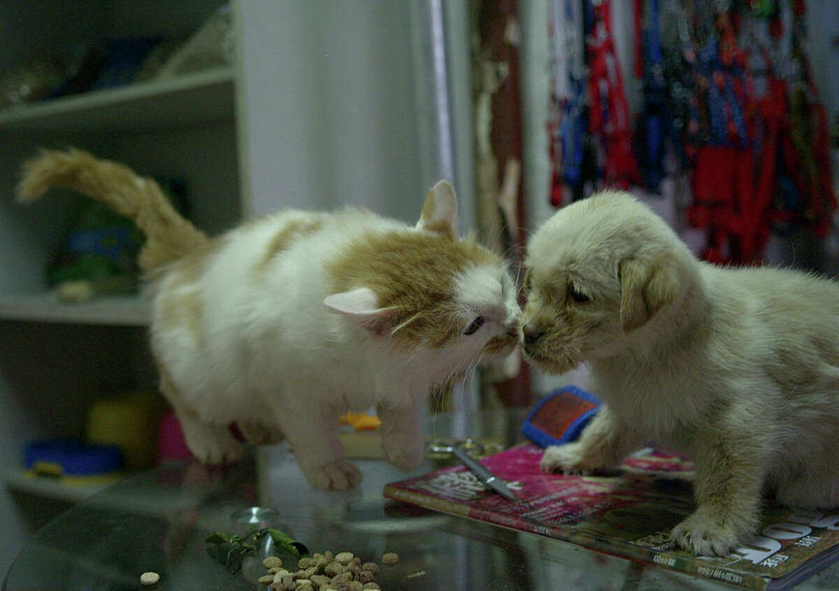 A pet cat plays with a stray dog that just had a shower in a pet shop Feb. 9, 2008. (Photo by China Photos/Getty Images)