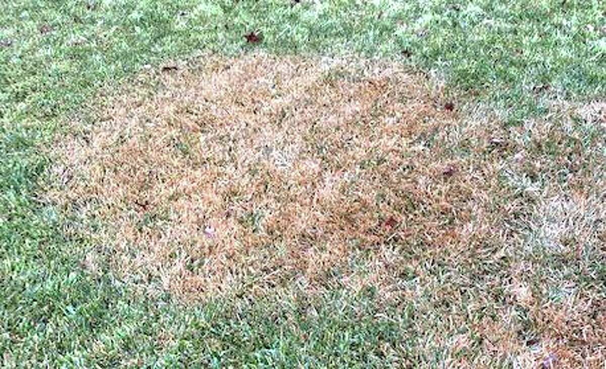 black mold on grass