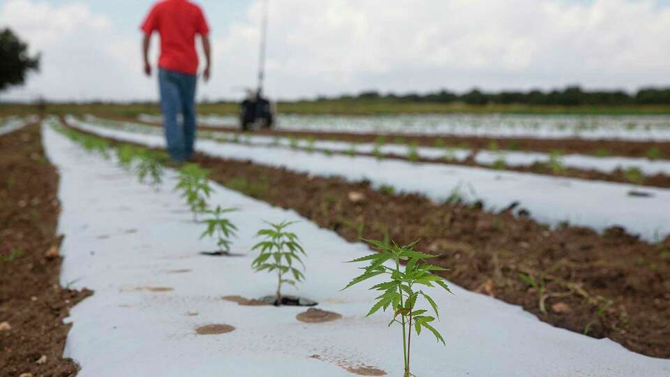 A Texas hemp farm in Luckenbach, Texas on Monday, August 30, 2021. (Mikala Compton/Austin American-Statesman/TNS)