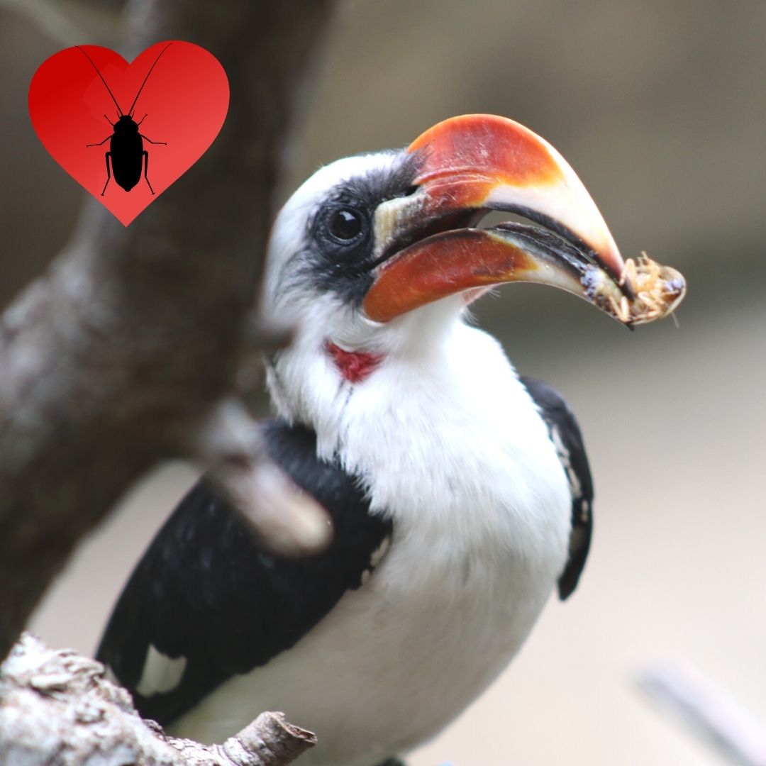 From naming a cockroach after your ex or having a romantic dinner with Tim the hippo, the Zoo has your Valentine's Day needs covered - Vimarsana News