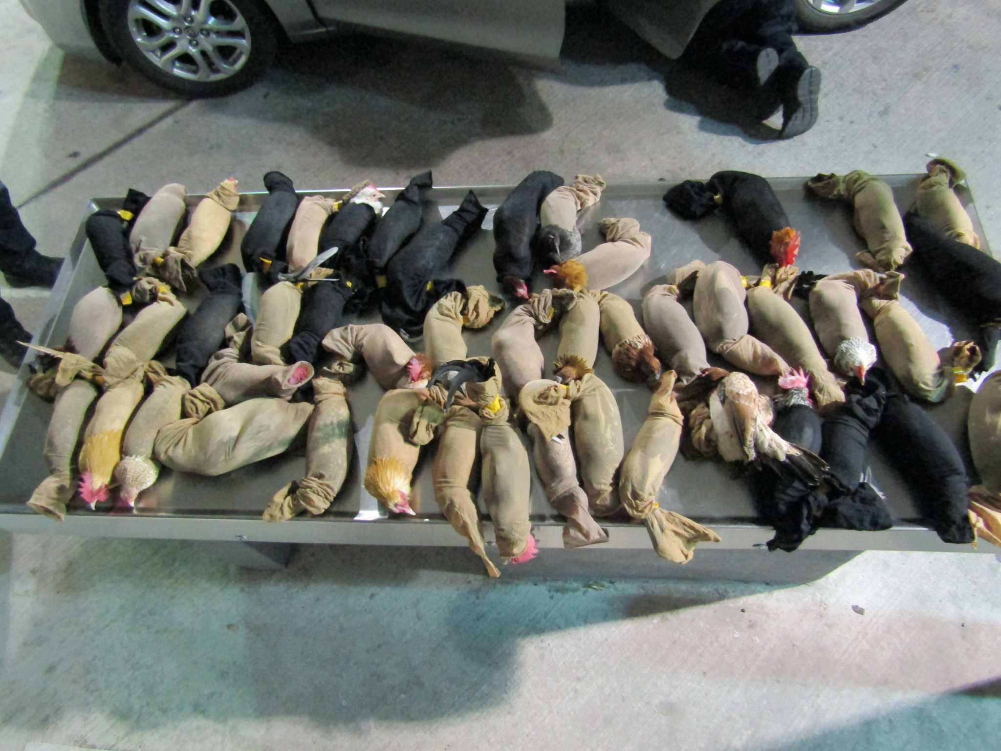 CBP lists Top 10 agriculture seizures of 2021 including one in Laredo - Vimarsana News