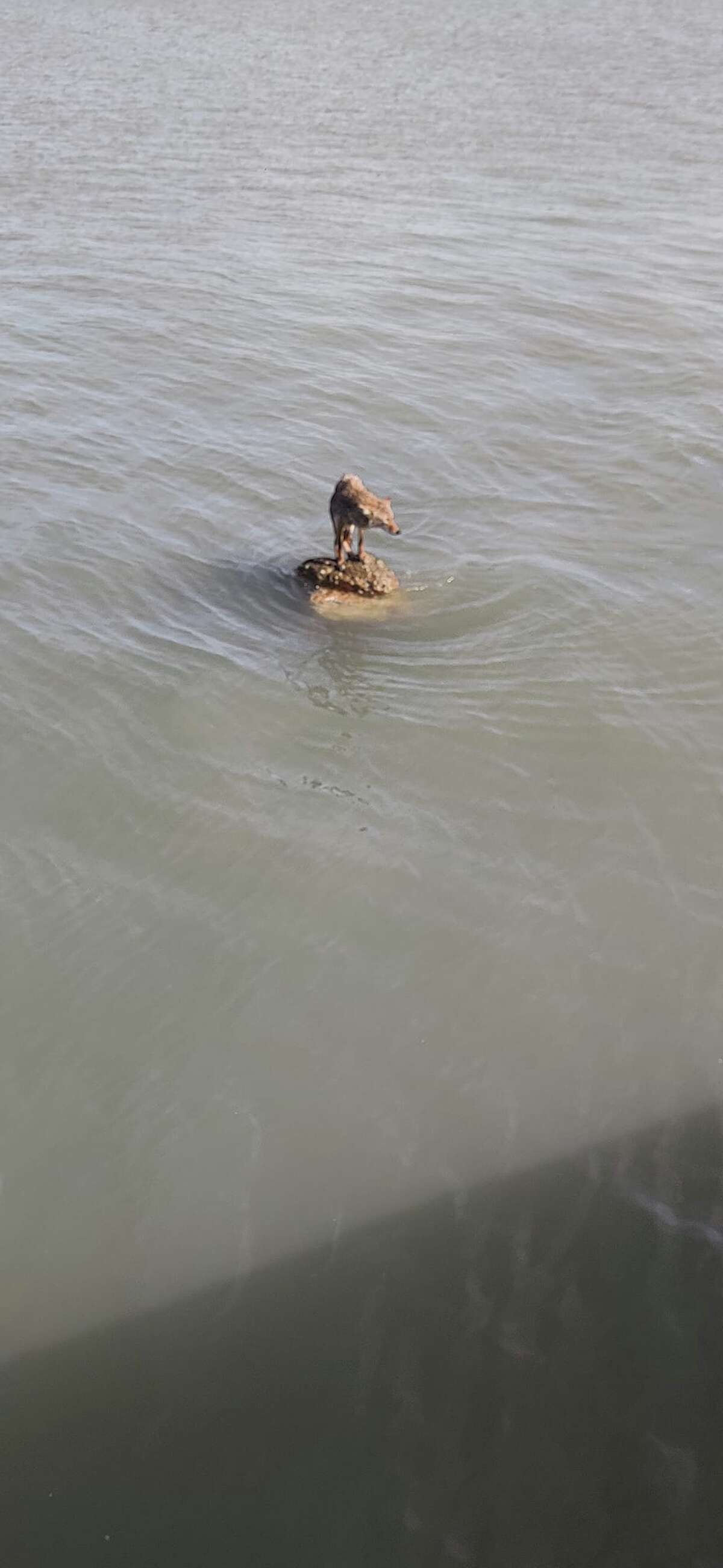 Officials said the coyote may have jumped into the water after following a large bird to eat.