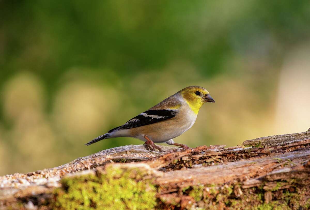 The pretty little songbirds called American goldfinches have arrived in the area for winter.