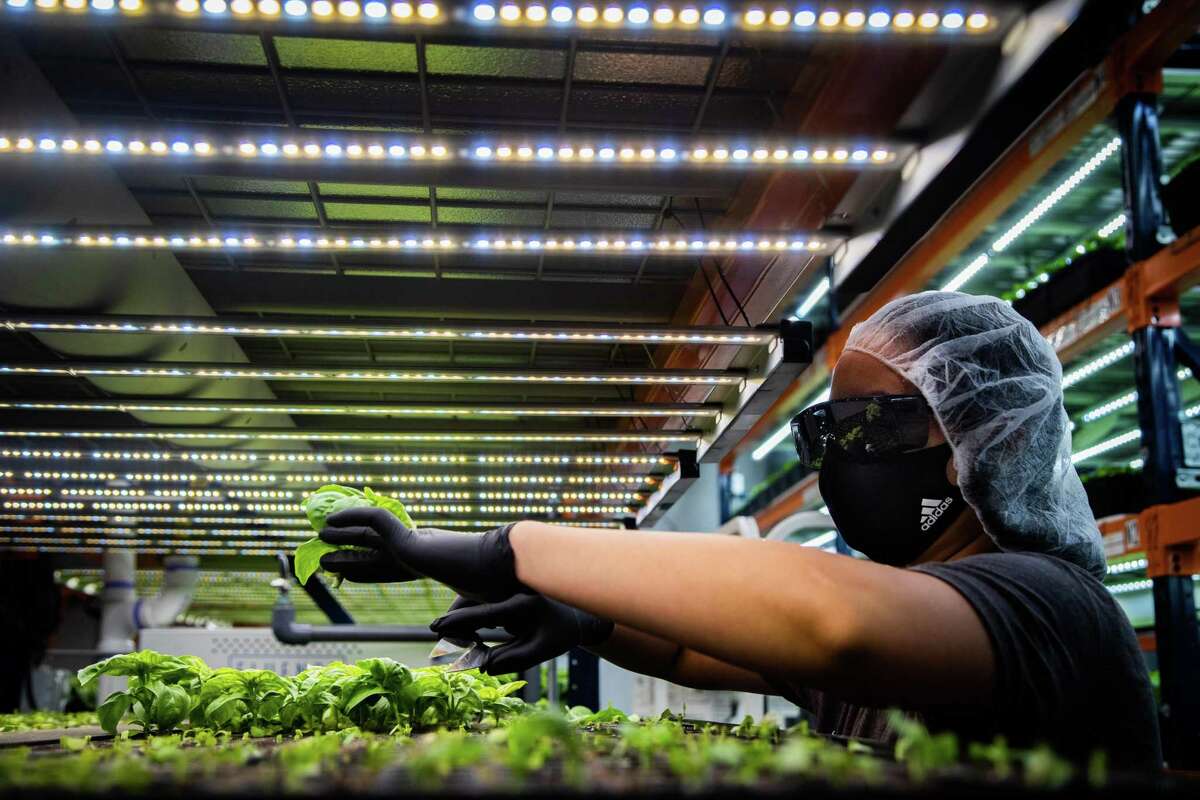 Dream Harvest vertical farm assistant Cristina Hernandez, 32, harvests basil at Dream Harvest’s hydroponic farm, Tuesday, Dec. 21, 2021, in Houston.