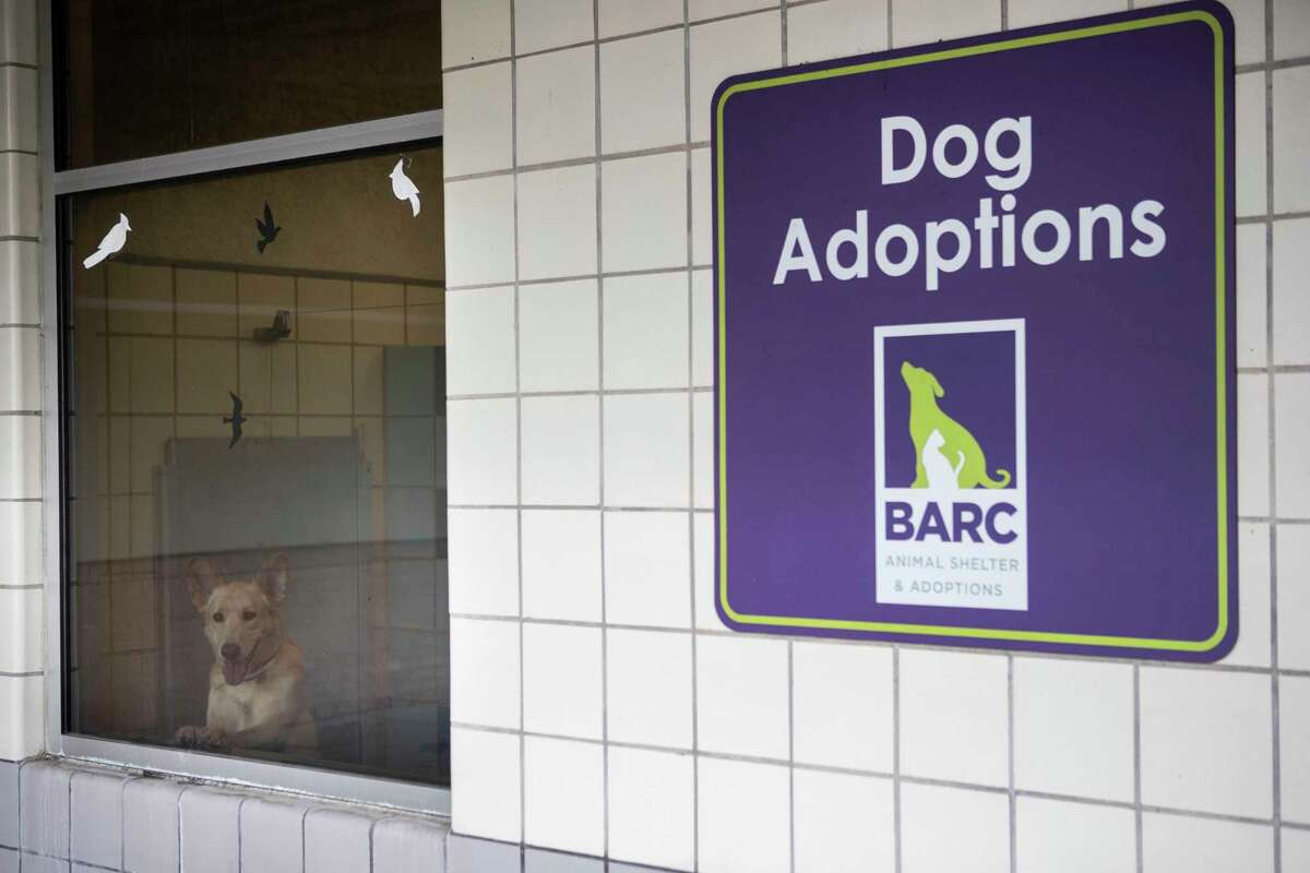 Texas is the No. 1 state for animal shelter deaths, report finds