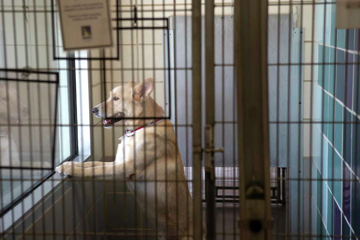 Texas is the No. 1 state for animal shelter deaths, report finds