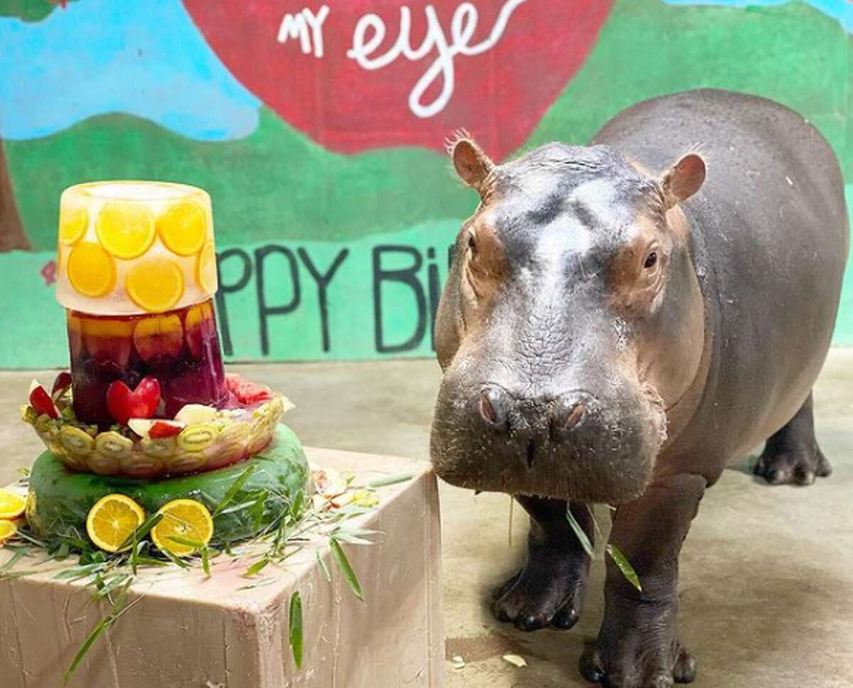 'Symbol of hope' Fiona, beloved hippo at Cincinnati Zoo, celebrates