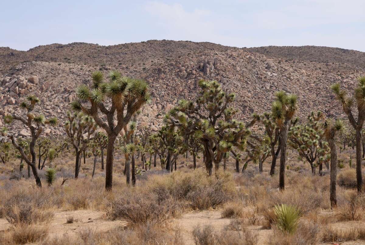 Joshua trees stand in Joshua Tree National Park on July 23, 2021, near Twentynine Palms, Calif. 