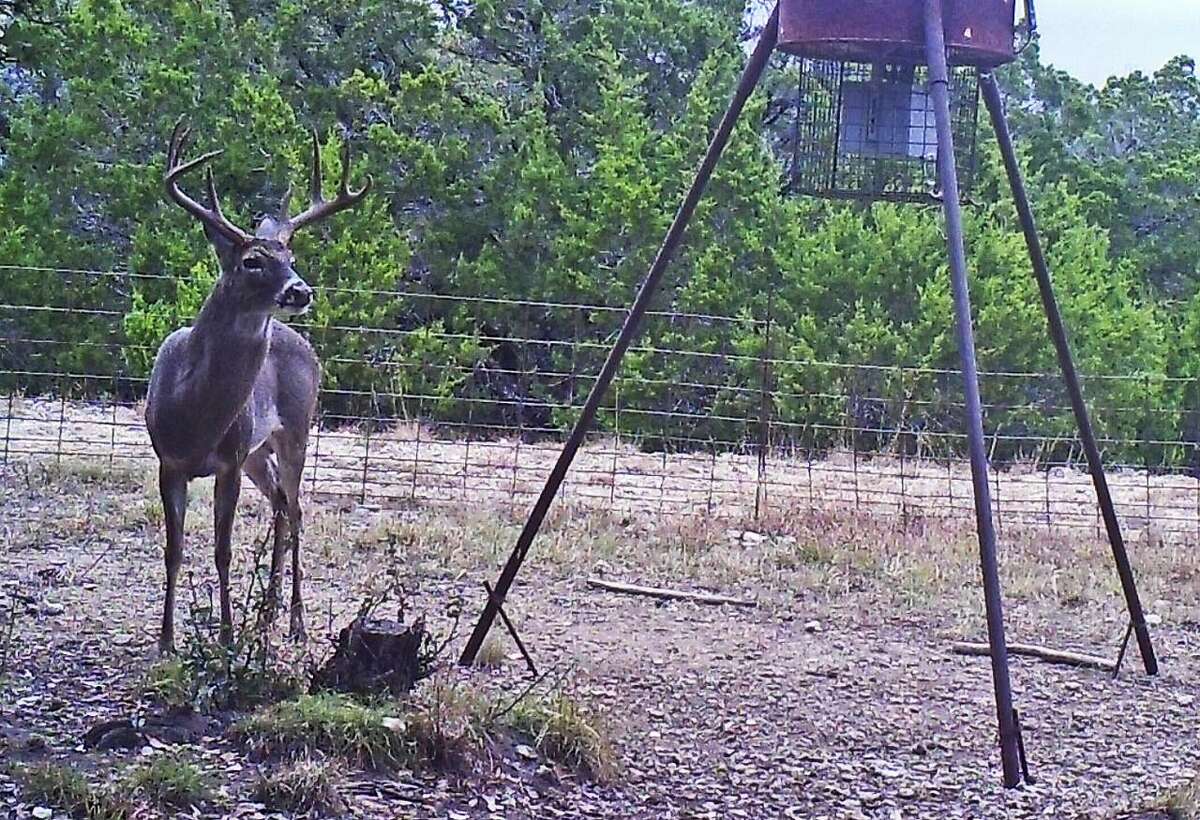 A nice, moderately heavy eight-point with dark-chocolate antlers and a 19-inch spread ventures into a feed pen just before it was harvested at 7:50 a.m. Dec. 3.