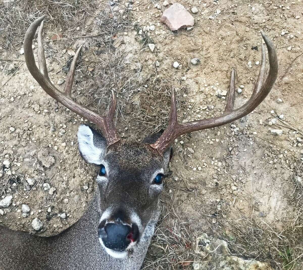 This buck with 18?…? -inch wide antlers, which had a dislocated left shoulder, appeared to have a much wider rack than the 19-incher because of its diminished body size from not being able to eat well.