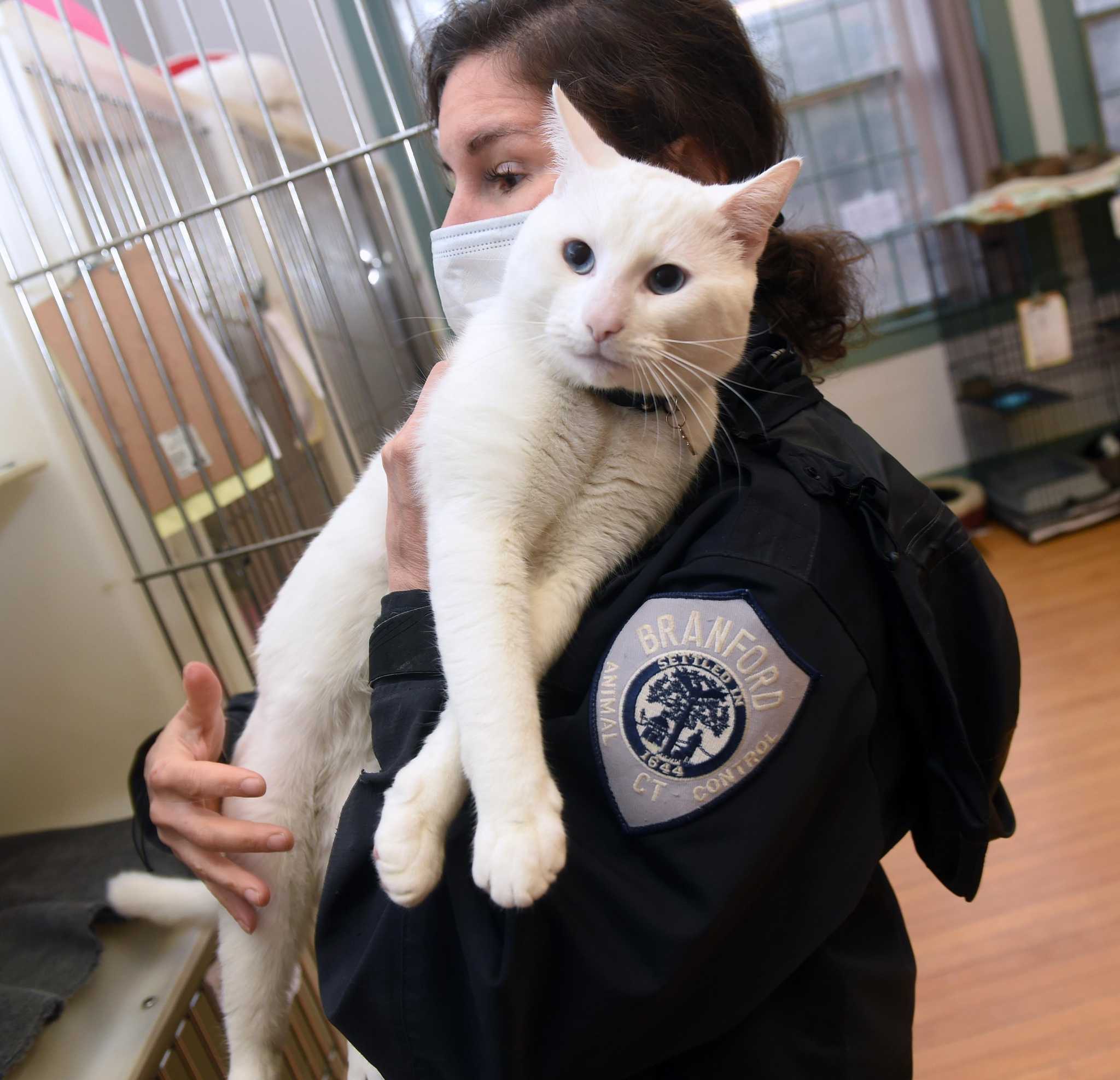 Shoreline animal shelters get boost in funds from Betty White Challenge - Vimarsana News