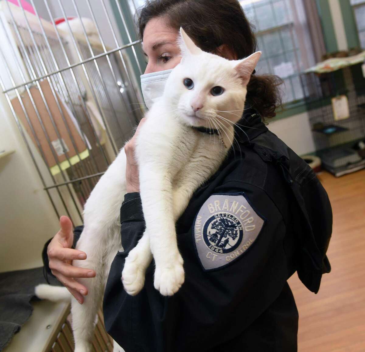Laura Burban, director of the Dan Cosgrove Animal Shelter, holds a cat, Juniper, that was dropped off at the temporary shelter in at Canoe Brook in Branford.