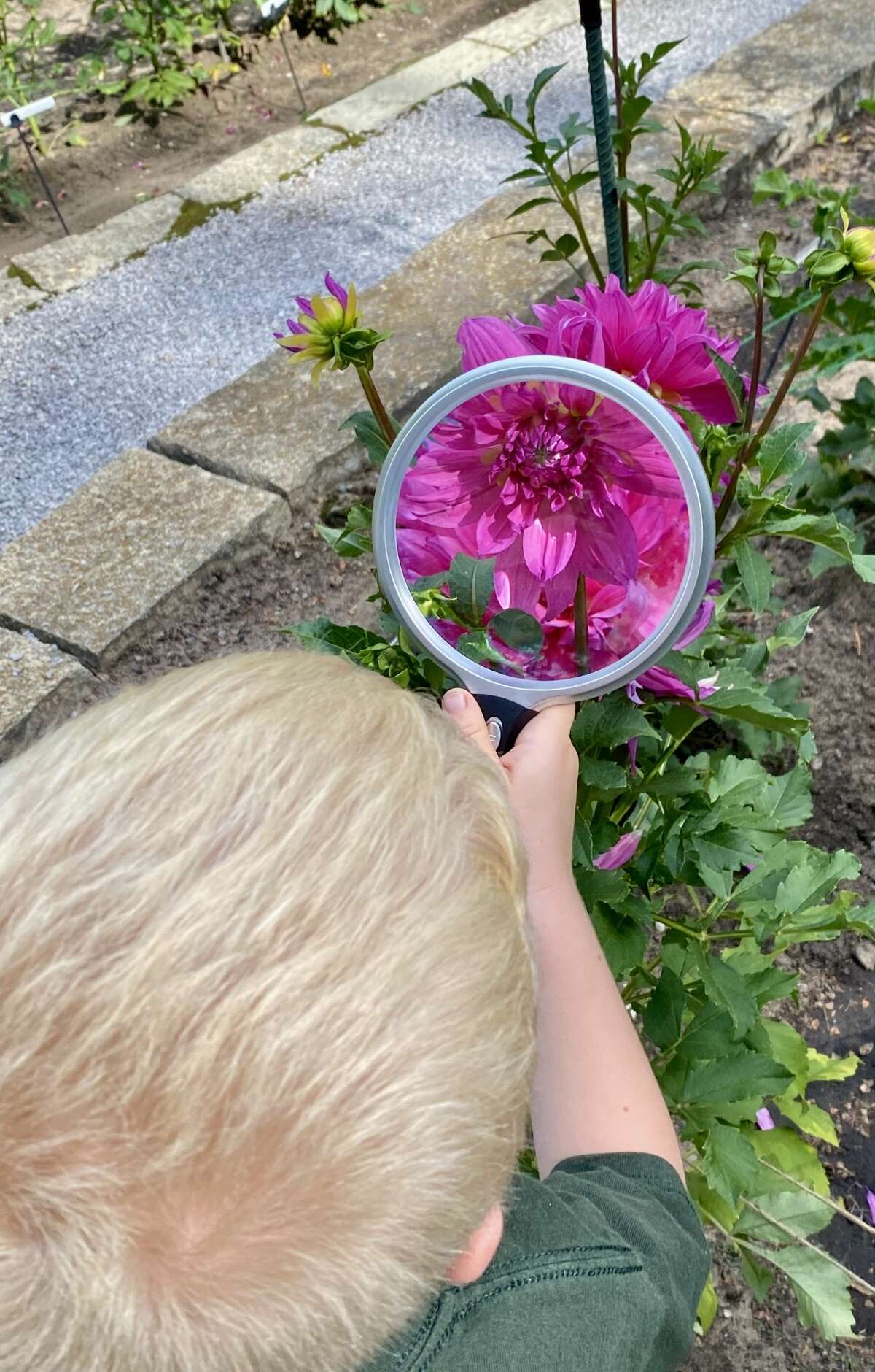 A child looks at a flower through a magnifier at Dahlia Hill in Midland.