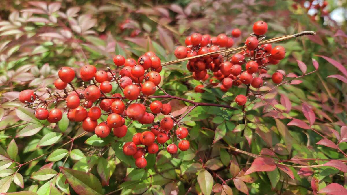 A&M experts answer questions on poisonous plants and shade