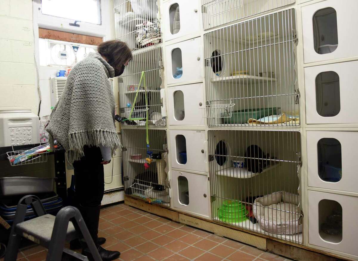Stamford's Joan Thorne looks at recently-adopted cats at the Stamford Animal Control and Care in Stamford, Conn. Wednesday, Jan. 12, 2022. Animal Control received approval for $4.4 million by the Planning Board to fund a new animal shelter, which still faces final approval from the Board of Finance and Board of Representatives in March.