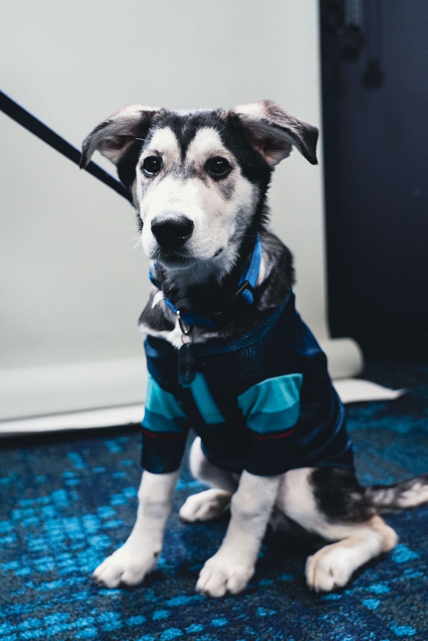 KIRO 7 News - Meet team dog Davy Jones. He's the newest member of the  Seattle Kraken and made his debut during Monday's game at Climate Pledge  Arena. Perhaps he was good
