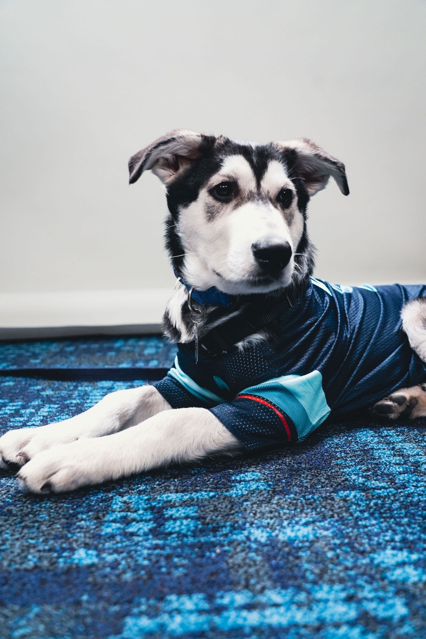 Meet Davy Jones, the Seattle Kraken's team dog