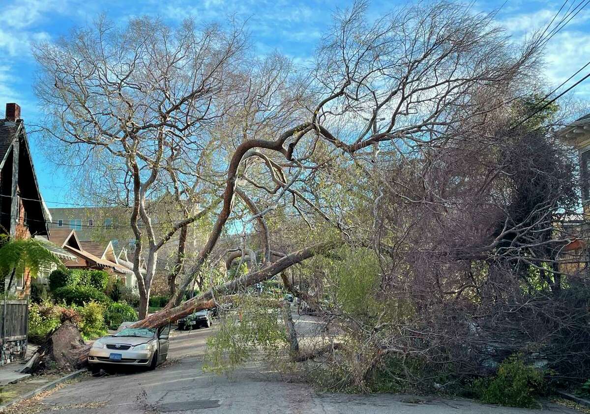 Two cars were damaged when a tree fell at 62nd Street and Hillegass Avenue in Oakland amid high winds overnight Friday. Wind gusts reached 96 mph in northern Sonoma County and 71 mph atop Mount Diablo in Contra Costa County at the start of the weekend.