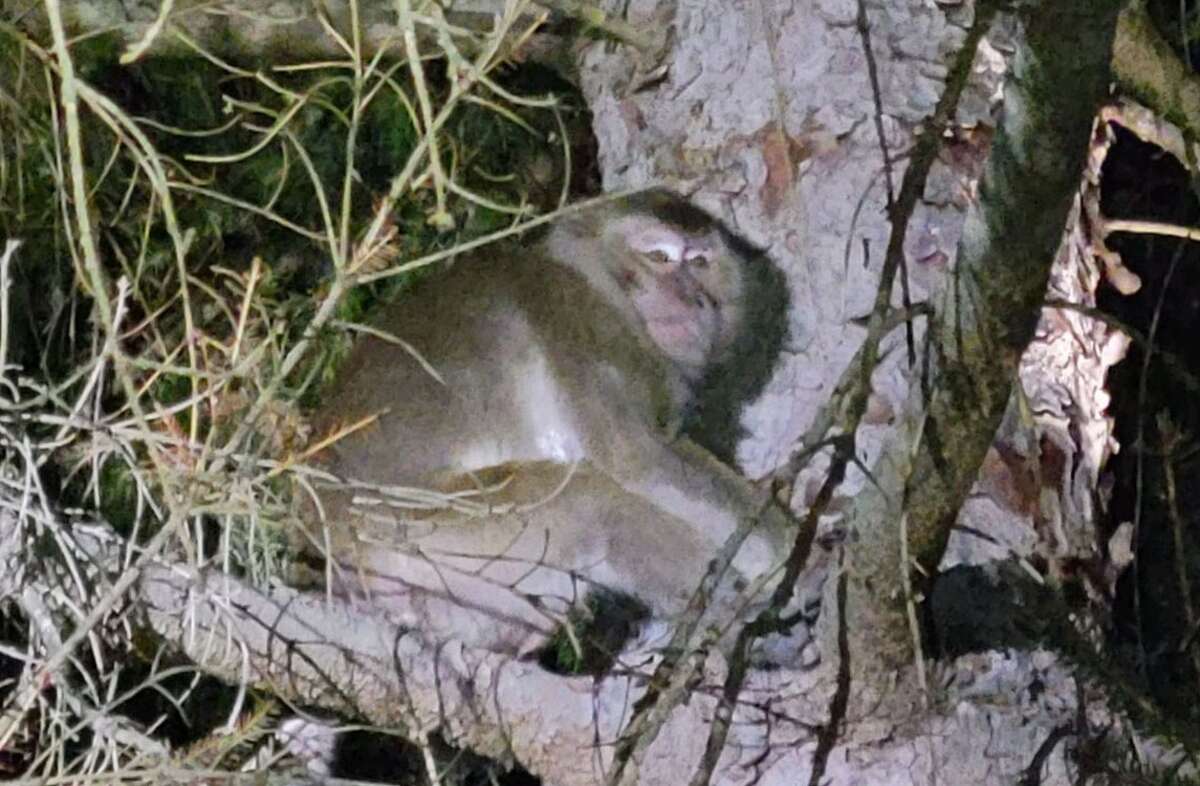 All 100 lab monkeys accounted for after several escape crash