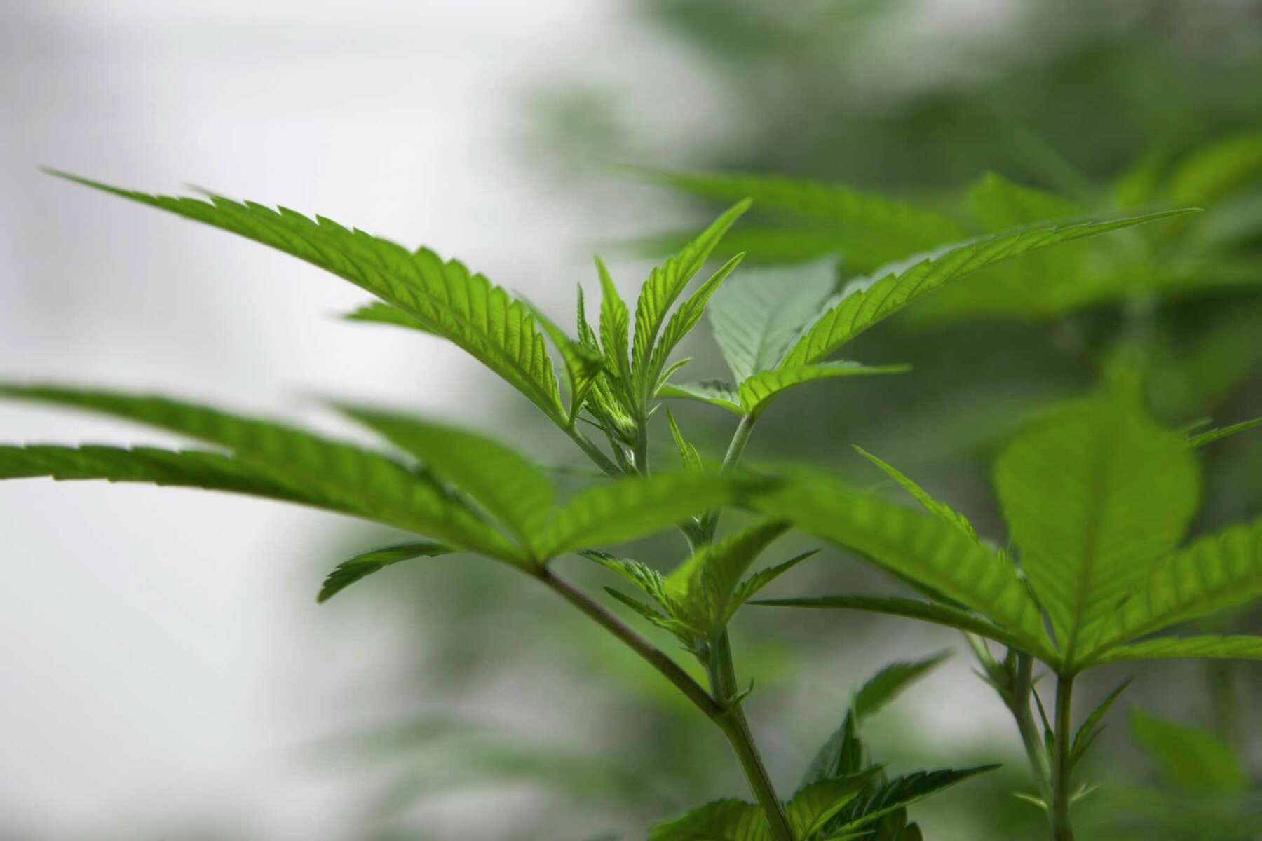 CT cannabis businesses face few environmental regulations despite heavy water and power use